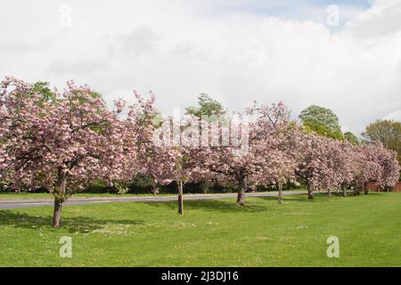 Una fila di ciliegi in piena fioritura a Surrey, Inghilterra Foto Stock