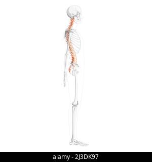Vista laterale della colonna vertebrale umana con posizione scheletrica parzialmente trasparente, midollo spinale, colonna lombare toracica, sacro. Colori naturali piatti vettoriali, anatomia di illustrazione isolata realistica Illustrazione Vettoriale