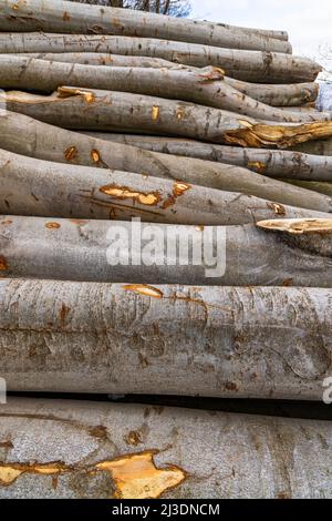 Industria del legno, potato alberi su una discarica di legno Foto Stock