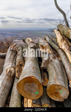 Industria del legno, potato alberi su una discarica di legno Foto Stock