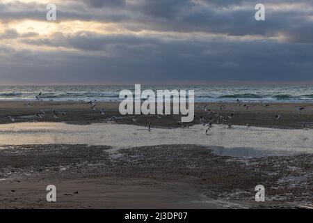 Un grande gruppo di gabbiani in volo, sulla bellissima riva del mare, o nel cielo nuvoloso scuro della costa a Cap Blanc-Nez, Francia. Foto di alta qualità Foto Stock