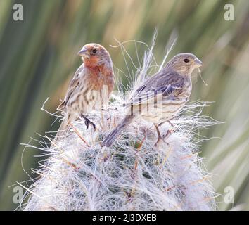 Coppia di House Finches raccolta nido materiale da cactus. Stanford, Contea di Santa Clara, California, Stati Uniti. Foto Stock