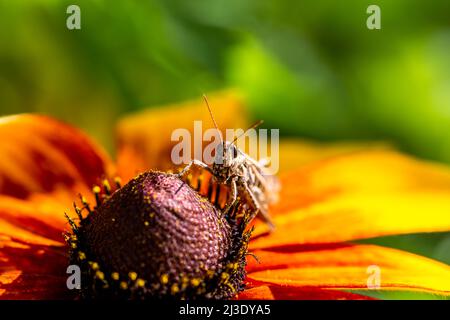 grasshopper che riposa sul fiore di rudbeckia in giardino Foto Stock