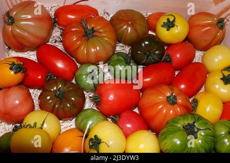 esposizione di pomodori assortiti del heirloom o del patrimonio in una scatola Foto Stock