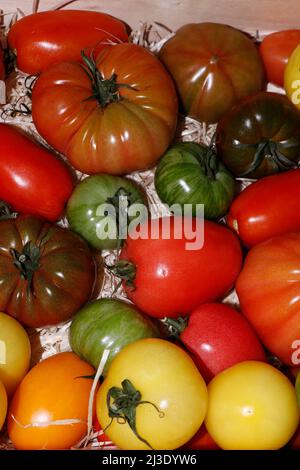 esposizione di heirloom assortito o pomodori patrimonio in primo piano Foto Stock