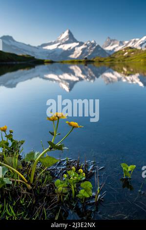 Schreckhorn e Bachalpsee in una bella mattinata estiva Foto Stock