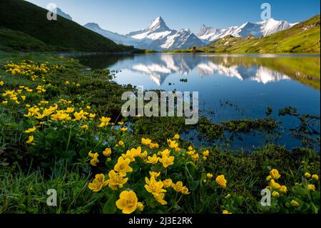 Schreckhorn e fiori gialli a Bachalpsee in una bella mattinata estiva Foto Stock