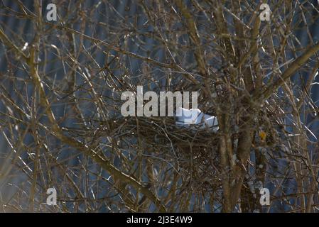 Un nido di uccello abbandonato sui rami di un albero con neve all'interno Foto Stock