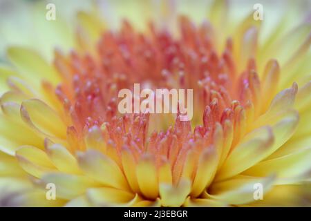 Un primo piano estremo di un giallo Chrysanthemum Garden Mum -Asteraceae famiglia- fiore in piena fioritura; catturato in uno studio Foto Stock