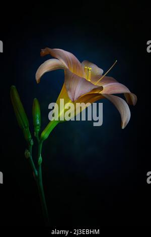 Un giglio di giorno color albicocca -famiglia Hemerocallis- fiore in morbido, forte luce d'atmosfera scura con lo stigma acceso; catturato in uno Studio Foto Stock