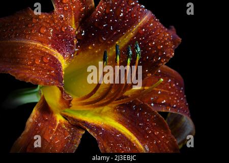 Un primo piano di un umido rosso arrugginito Day Lily -famiglia Hemerocallis- fiore in morbido, forte luce d'atmosfera scura con lo stigma acceso Foto Stock