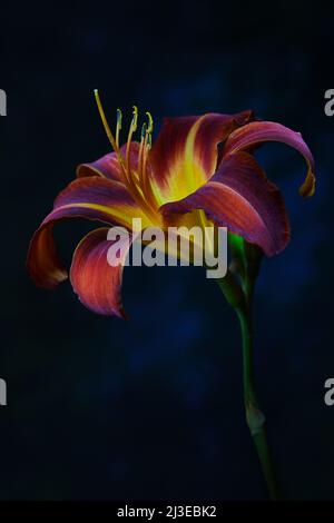 Un giglio di giorno rosso arrugginito -la famiglia di Hemerocallis- fiore in morbido, forte illuminazione d'atmosfera scura con lo stigma acceso; catturato in uno studio Foto Stock