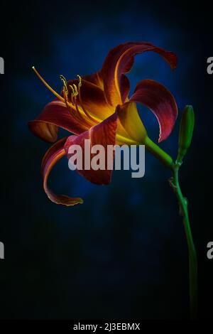 Un giglio di giorno rosso arrugginito -la famiglia di Hemerocallis- fiore in morbido, forte illuminazione d'atmosfera scura con lo stigma acceso; catturato in uno studio Foto Stock