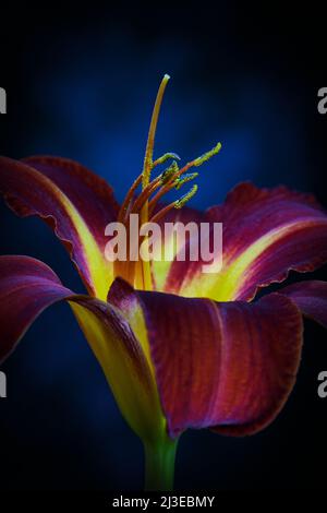 Primo piano di un giglio di giorno rosso arrugginito -la famiglia Hemerocallis- fiore in morbido, forte luce d'atmosfera scura con lo stigma acceso Foto Stock