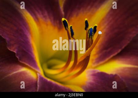 Un primo piano estremo di un fiore di colore rosso arrugginito Day Lily -famiglia Hemerocallis- in morbido, forte luce d'atmosfera scura con lo stigma acceso Foto Stock