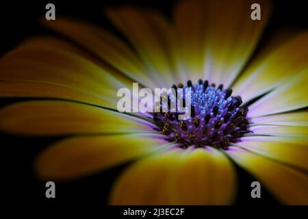 Un primo piano estremo di un arancio giallo Osteospermum -Osteospermum ecklonis- Sunshine Beauty flower in soft dark mood lighting; catturato in uno Studio Foto Stock