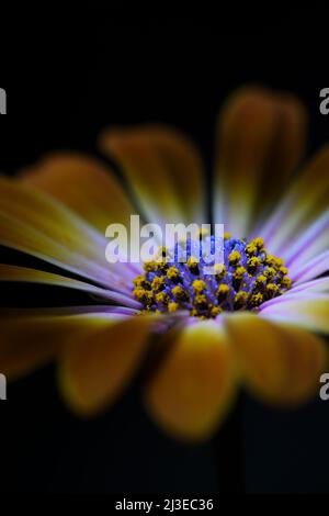 Un primo piano estremo di un arancio giallo Osteospermum -Osteospermum ecklonis- Sunshine Beauty flower in soft dark mood lighting; catturato in uno Studio Foto Stock