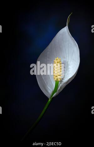 Un giglio di Pace bianco -Spathiphyllum wallisii- fiore in morbido e forte luce d'atmosfera blu scuro; catturato in uno studio Foto Stock
