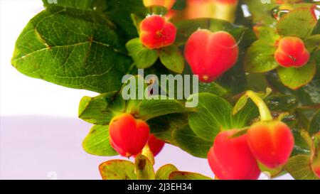 Belle bacche fresche di iperico che vengono immerse in acqua trasparente. Riprese in stock. Bacche rosse e foglie verdi in acqua limpida, primo piano. Foto Stock