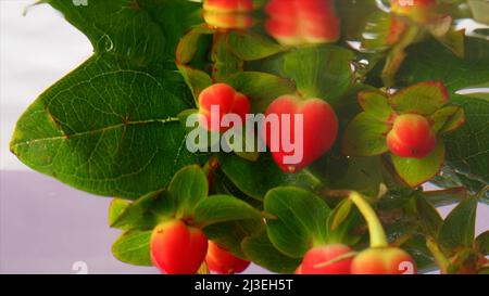 Belle bacche fresche di iperico che vengono immerse in acqua trasparente. Riprese in stock. Bacche rosse e foglie verdi in acqua limpida, primo piano. Foto Stock