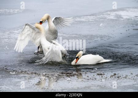 Lotta contro cigni muti a Helsinki, Finlandia Foto Stock