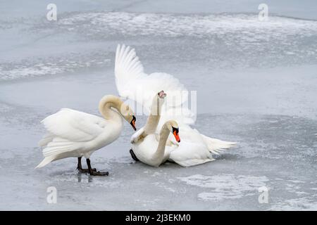 Lotta contro cigni muti a Helsinki, Finlandia Foto Stock