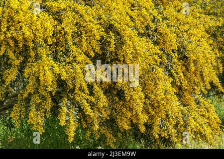 Fiori gialli di un fiore Cootamundra acqua Acacia baileyana albero primo piano su uno sfondo sfocato Foto Stock