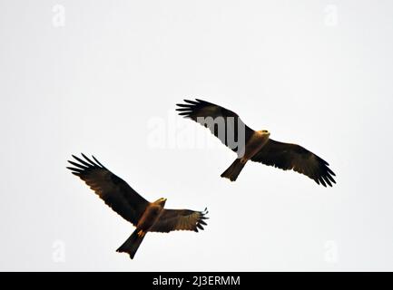 Aquilone nero, Milvus migrans, in volo, durante la migrazione Foto Stock