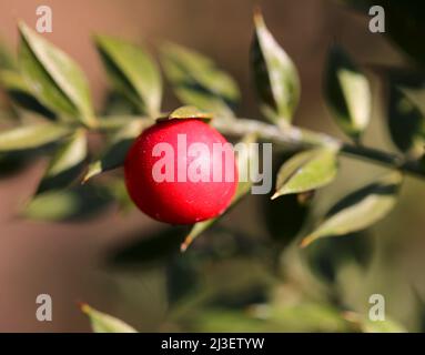 bacche di macellaio rosso grande con foglie taglienti nel sottobosco fotografato con lente macro Foto Stock