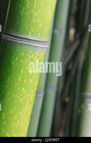 dettaglio del tronco di bambù verde nella foresta asiatica fotografato con lente macro Foto Stock