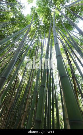 vista incredibile della foresta di bambù asiatica fotografata dal basso con gli alti tronchi degli alberi Foto Stock