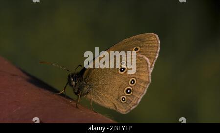 Primo piano della farfalla seduta a portata di mano. Creativa. Bella farfalla sulla mano umana. Farfalla e uomo sullo sfondo di verde sfocato Foto Stock