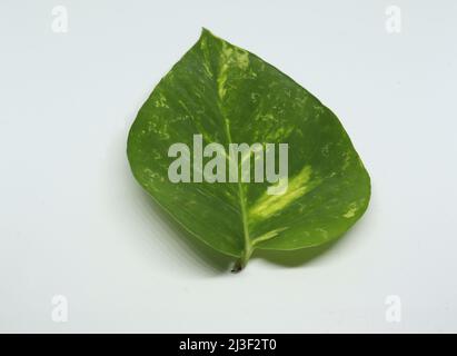 foglia di pianta di denaro. con sfondo bianco Foto Stock