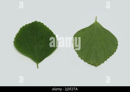 Indian Nettle, foglia, Acalypha indiano (ACALYPHA INDICA) foglie medicinali usi. Dal trattamento del freddo, tosse e pelle. Con sfondo bianco Foto Stock
