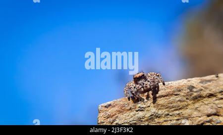 Bellissimo ragno salta seduto su roccia guardando avanti. Langona è una specie di ragni della famiglia Salticidae. Foto Stock