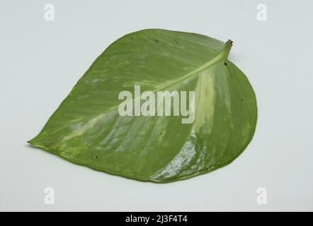 foglia di pianta di denaro. con sfondo bianco Foto Stock