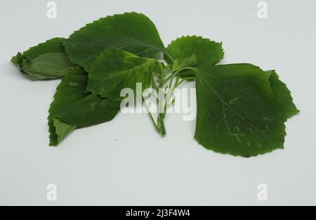 Indian Nettle, foglia, Acalypha indiano (ACALYPHA INDICA) foglie medicinali usi. Dal trattamento del freddo, tosse e pelle con sfondo bianco Foto Stock