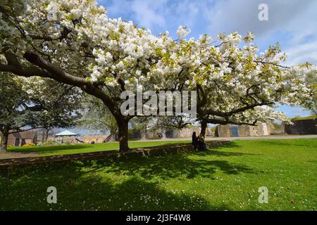 05/04/2020 Gravesend Regno Unito il fiore passa rapidamente e cade come neve mentre la gente gode di un pomeriggio di sole nei giardini di Fort di New Tavern nella città del Kent o Foto Stock