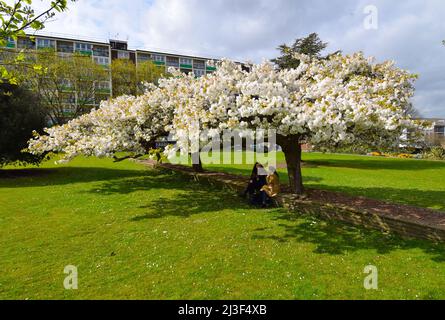 05/04/2020 Gravesend Regno Unito il fiore passa rapidamente e cade come neve mentre la gente gode di un pomeriggio di sole nei giardini di Fort di New Tavern nella città del Kent o Foto Stock