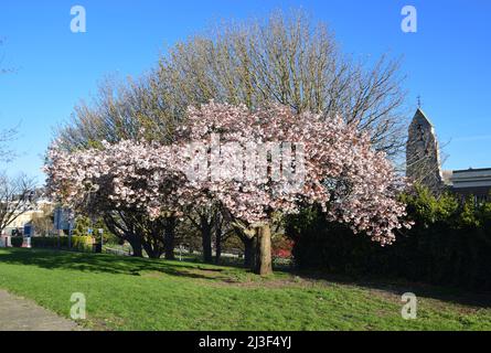 03/04/2022 Gravesend Regno Unito Blossom apertura in una bella mattinata di primavera a St Andrew’s Gardens, Gravesend. Foto Stock