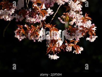 03/04/2022 Gravesend Regno Unito Blossom apertura in una bella mattinata di primavera a St Andrew’s Gardens, Gravesend. Foto Stock