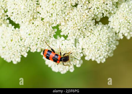 Ape Beetle - Trichodes apiarius, piccolo e bello scarabeo dalle foreste e dai boschi europei, Repubblica Ceca. Foto Stock