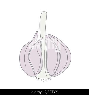 Testa aglio isolato illustrazione vettoriale. Semplice immagine aglio spezia. Ingrediente culinario su sfondo bianco. Icona di colore vegetale Illustrazione Vettoriale