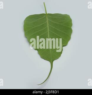 Foglia di Pipal Tree (Ficus religiosa) con fondo bianco Foto Stock