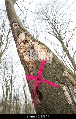 Croce rossa spruzzata su un albero di faggio morto e malato dalla Commissione forestale che deve essere ridotto. Foto Stock