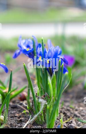 Da vicino i croci di primavera colorati e luminosi. Fiori blu Iris versicolor splendidamente fioritura in giardino. Ciao primavera concetto Fiori in fiore Foto Stock