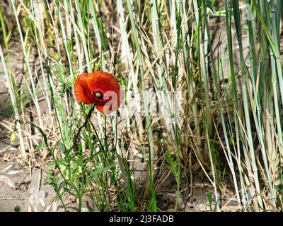 sorseggia papaveri in un prato estivo. spruzzi di colore rosso. i delicati petali isolati. Fiori foto. Foto della natura Foto Stock