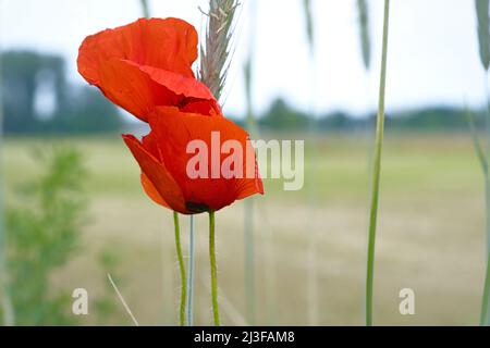 sorseggia papaveri in un prato estivo. spruzzi di colore rosso. i delicati petali isolati. Fiori foto. Foto della natura Foto Stock