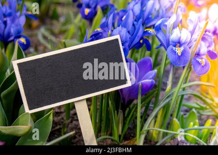 Modello mockup vuoto etichetta Blackboard contro i colori luminosi primavera croci primo piano. Fiori blu Iris versicolor splendidamente fioritura nel Foto Stock