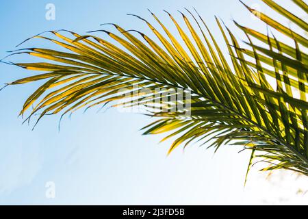 Primo piano di Majesty Palm front (Ravenea rivularis) che splende alla luce del sole all'aperto in un cortile soleggiato girato a profondità di campo poco profonda Foto Stock